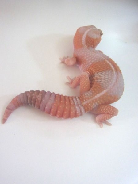 画像4: アプリコットアルビノ☆ＵＳＣＢ（ストライプ） (4)