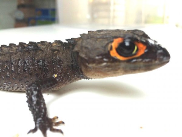 画像4: アカメカブトトカゲ☆ペア (4)