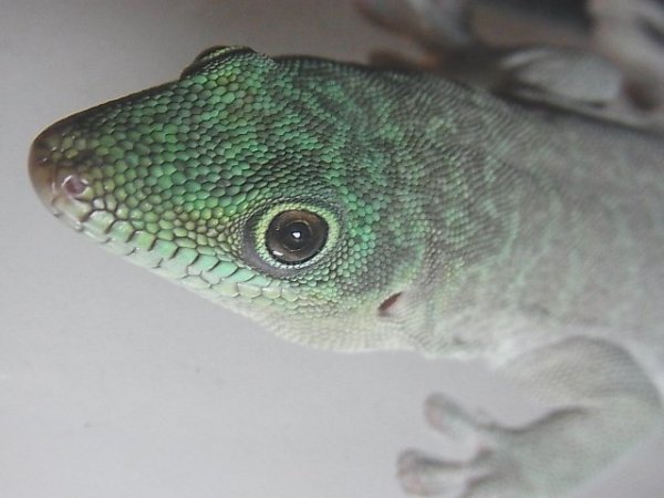 画像5: スタンディングヒルヤモリＥＵＣＢ (5)