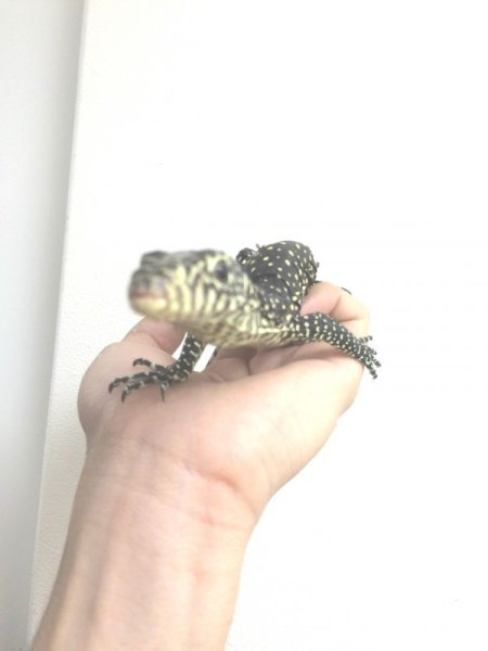 画像5: ブルーテールモニターベビー (5)