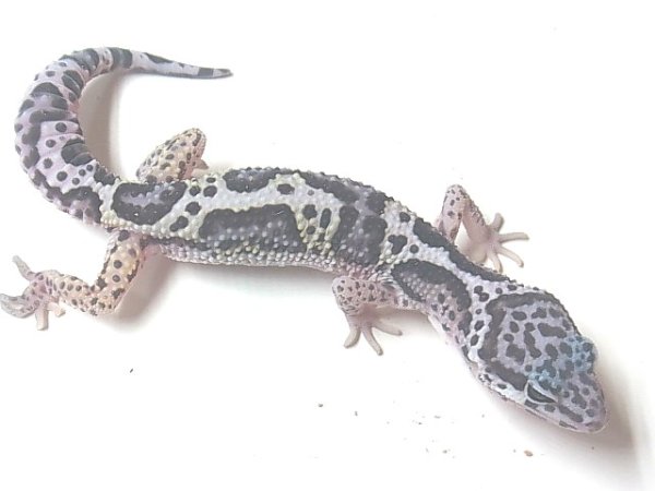 画像3: ジャングルマックスノー☆ＵＳＣＢ (3)