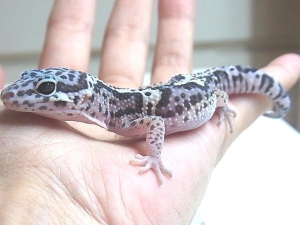 画像5: ジャングルマックスノー☆ＵＳＣＢ (5)