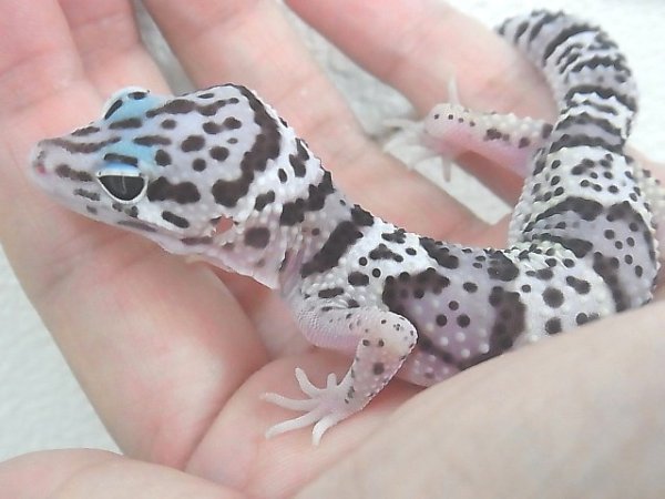 画像5: マックスノー☆USCB (5)