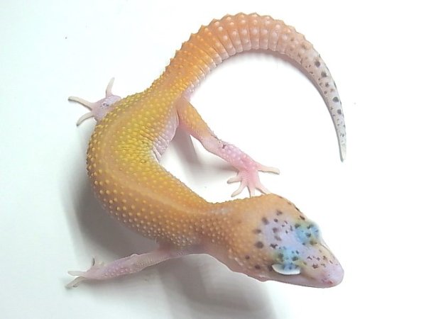 画像6: スーパーハイポタンジェリンエクリプス☆S様ご売約☆ (6)