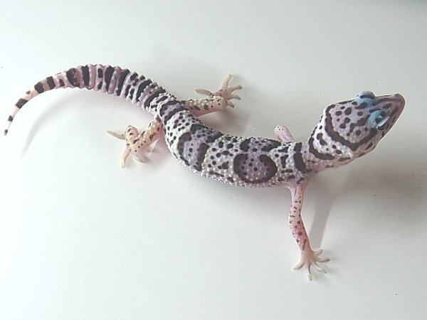 画像3: マックスノー☆USCB (3)