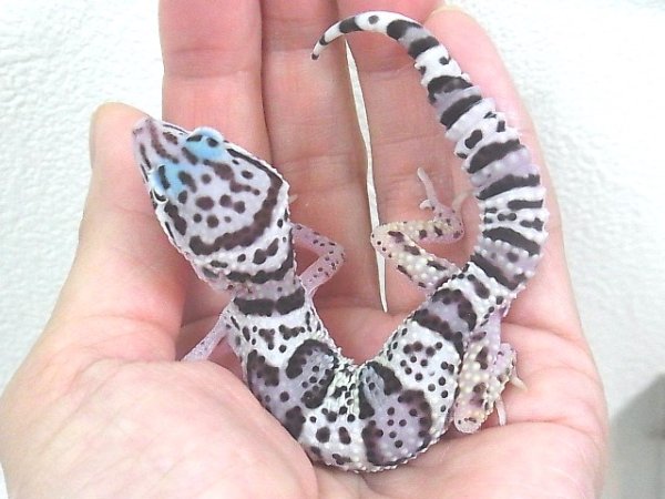 画像4: マックスノー☆USCB (4)