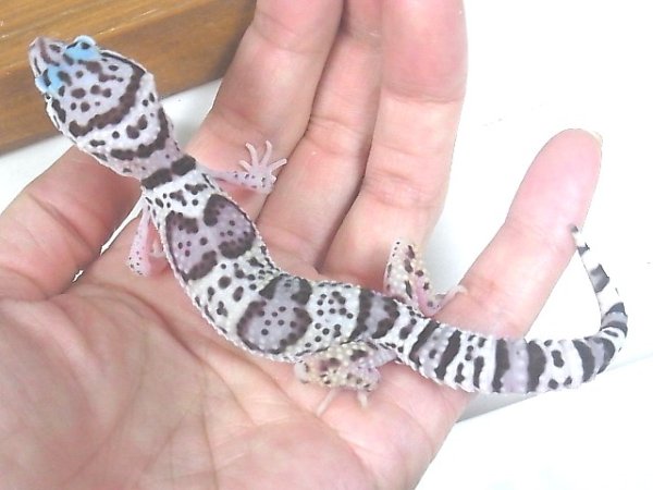 画像6: マックスノー☆USCB (6)