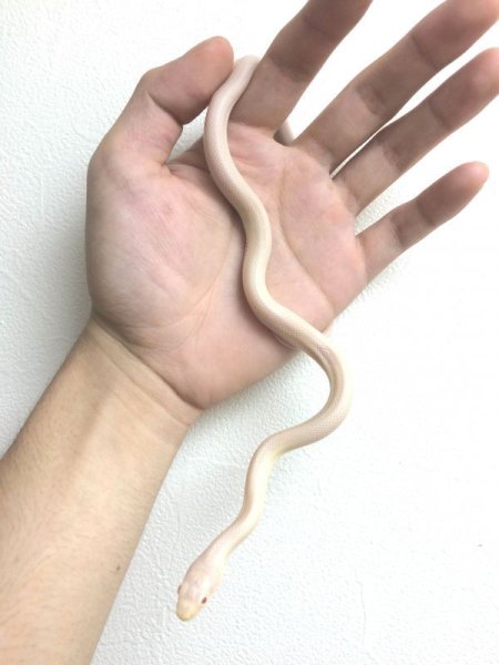 画像3: リューシスティックブラックラットスネーク　ピンクアイ　ご売約 (3)