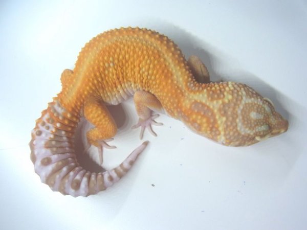 画像3: アプターUSCB (3)