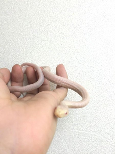 画像4: リューシスティックブラックラットスネーク　ピンクアイ　ご売約 (4)