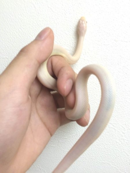 画像6: リューシスティックブラックラットスネーク　ピンクアイ　ご売約 (6)