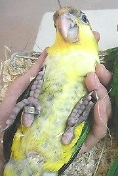 画像2: シロハラインコＰＨＢＩＩ８Ｆ２５４☆男の子（お迎え頂きました） (2)