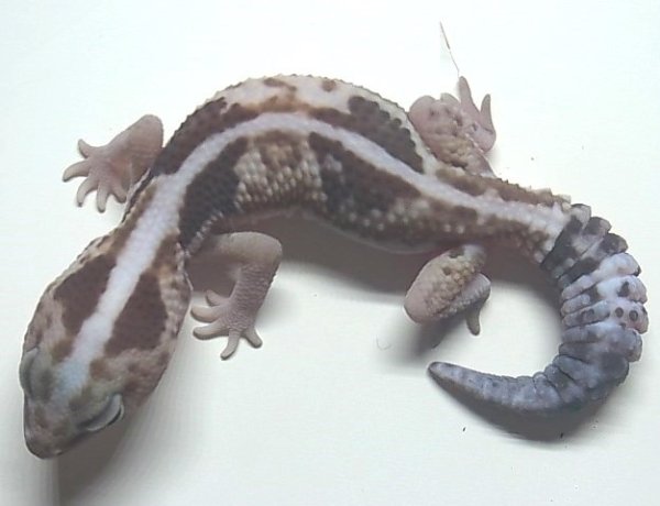画像3: ニシアフリカトカゲモドキ　ホワイトアウトズールー♂ (3)