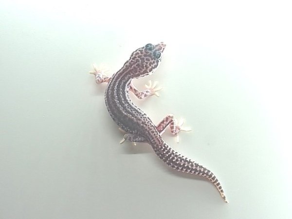 画像6: スーパーマックスノー★USCB (6)