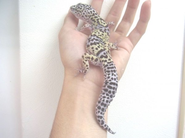 画像3: ラベンダースノー★USCB♀☆ (3)