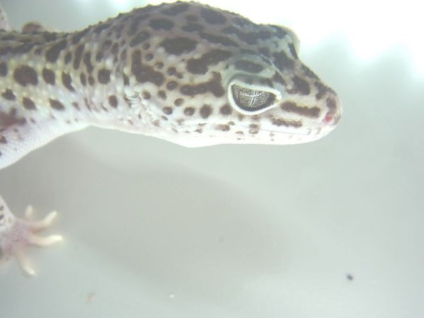 画像5: ラベンダースノー★USCB♀☆ (5)