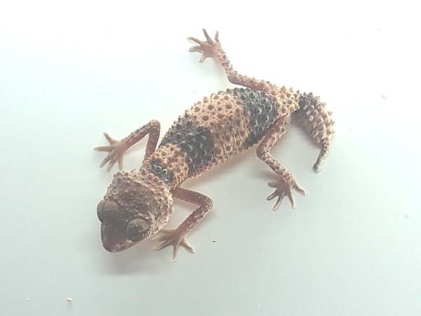 画像5: オビタマオヤモリ　アダルト♀ (5)