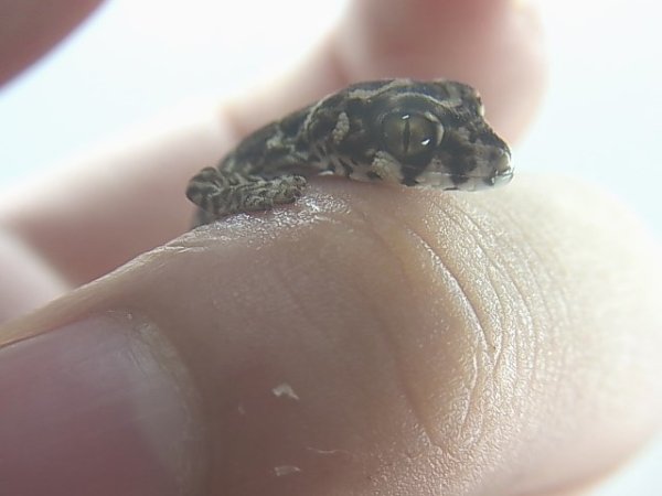 画像3: マツカサヤモリ (3)
