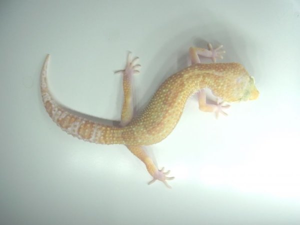 画像3: スノータイフーン★　USCB　 (3)