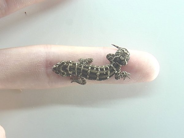 画像2: マツカサヤモリ (2)