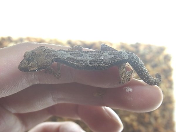 画像3: ヒメササクレヤモリ★ペア (3)