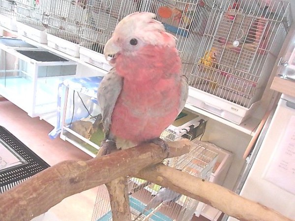 画像5: モモイロインコ☆１７３３男の子（お迎え頂きました） (5)