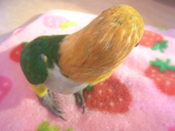 画像4: シロハラインコＵＳ産☆２３８男の子「お迎え頂きました） (4)