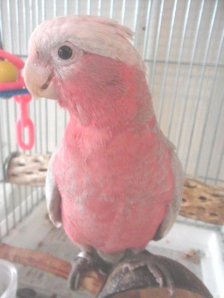 画像2: モモイロインコＵＳ産☆１７３５男の子お迎えいただきました♪ (2)