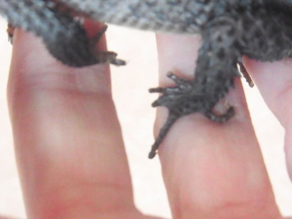 画像2: アカメカブトトカゲ　♀ (2)