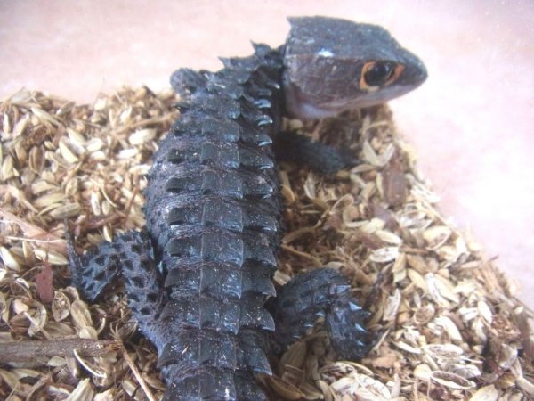 画像4: アカメカブトトカゲ　♀ (4)