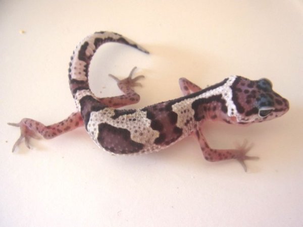 画像4: ジャングルマックスノー　１ (4)