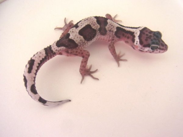 画像5: ジャングルマックスノー　１ (5)