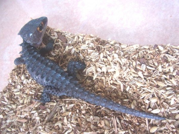 画像3: アカメカブトトカゲ　♀ (3)