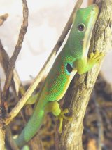 過去販売生体禄 - exotic-supply(エキゾチックサプライ) (Page 24) 過去販売生体禄 - exotic-supply(エキゾチックサプライ) (Page 24)