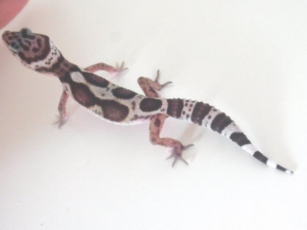 画像3: ジャングルマックスノー　２ (3)