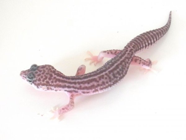 画像3: スーパーマックスノー☆ＵＳＣＢ★２ (3)