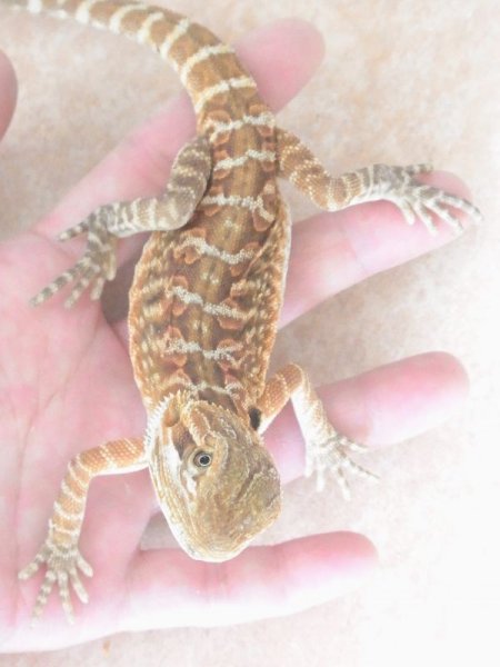 画像2: フトアゴヒゲトカゲ★レッド　ＵＳＣＢ (2)