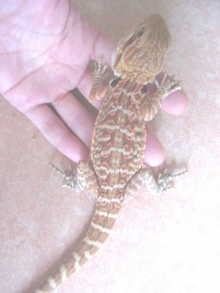 画像5: フトアゴヒゲトカゲ★レッド　ＵＳＣＢ (5)