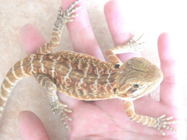 画像3: フトアゴヒゲトカゲ★レッド　ＵＳＣＢ (3)