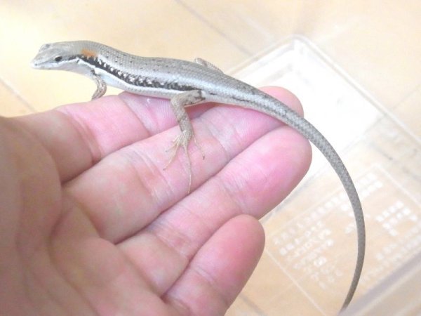 画像4: エレガントマブヤ　メイビーペア（お迎え頂きました☆） (4)