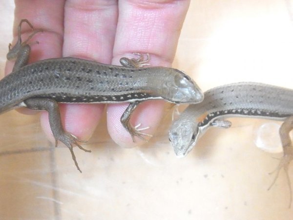 画像5: エレガントマブヤ　メイビーペア（お迎え頂きました☆） (5)