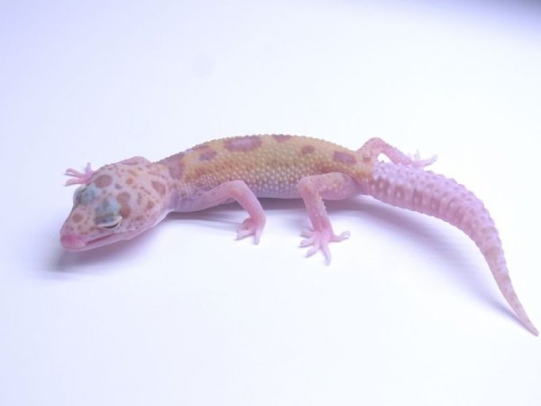 画像4: ドリームシクル☆USCB★ご売約 (4)