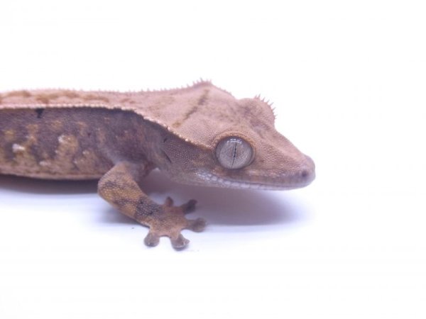 画像5: クレステッドゲッコー　パーフェクトピンストライプ (5)