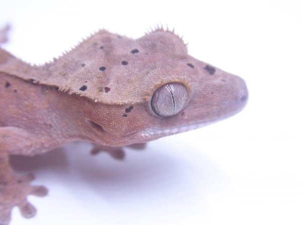 画像5: クレステッドゲッコー　ダルメシアン S様ご売約 (5)