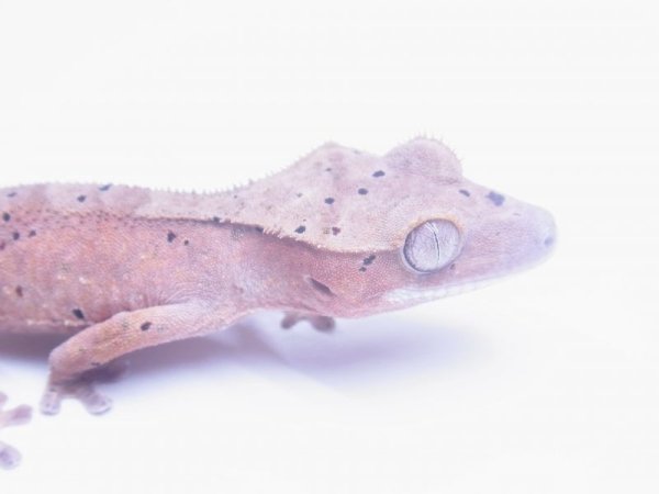 画像3: クレステッドゲッコー　ダルメシアン S様ご売約 (3)