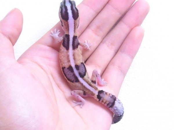 画像5: ホワイトアウトB☆USCB (5)