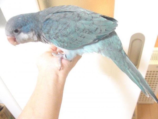 画像5: オキナインコ☆８０２女の子（お迎え頂きました） (5)
