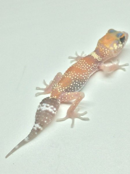 画像6: アンダーウッデイーサウルスミリー　 (6)