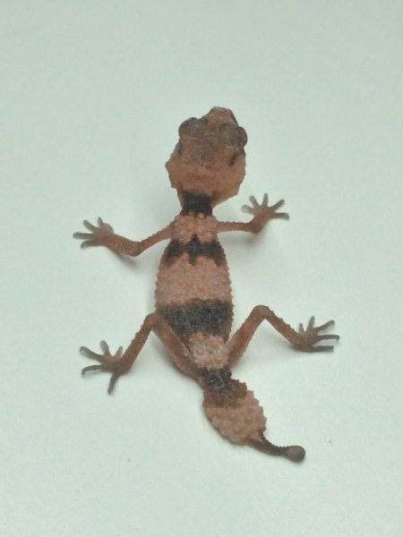 画像4: オビタマオヤモリ　ベビー (4)