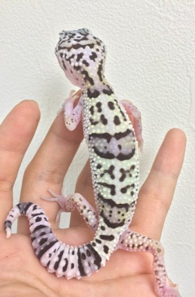 画像3: オバケトカゲモドキ　イーラム　ペア (3)